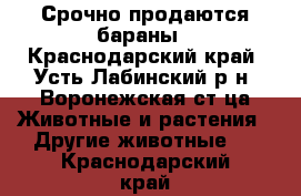 Срочно продаются бараны - Краснодарский край, Усть-Лабинский р-н, Воронежская ст-ца Животные и растения » Другие животные   . Краснодарский край